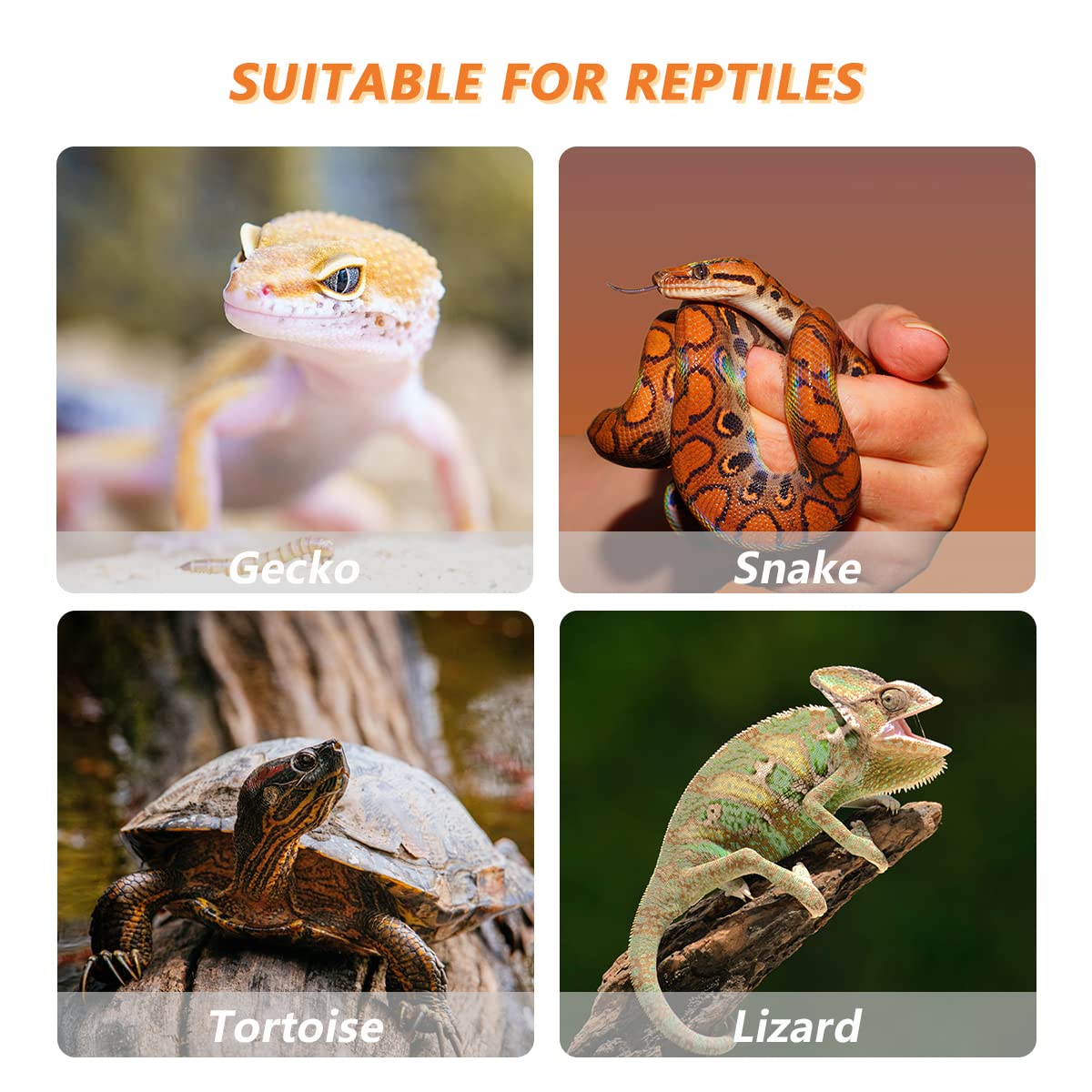 Amazon.com : GKPONSX 14 Grids Reptile Breeding Box, Egg